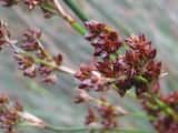 Jointed Rush is a perennial rush that grows to 50 cm to 1.2 m tall, with a rhizomatous habit. It often grows in thick tussocks or clumps.<br>The plant's stems are cylindrical to slightly flattened in...