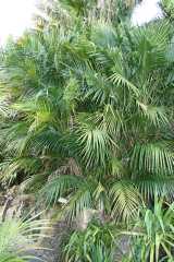 Atherton Palm is an attractive palm that can be seen as a solitary palm or a clumping palm with multiple trunks. It can grow to about seven metres in height with trunk up to 10 cm in diameter in...