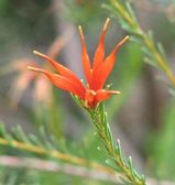 Lambertia ericifolia