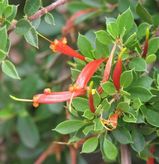 The Many-flowered Honeysuckle is a many stemmed shrub. It produces clusters of ball-shaped yellow, orange or red flowers from winter to summer (June to December). The branches are upright to...