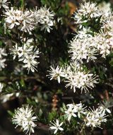 Shiny Phebalium is a compact shrub with warty stems with fine hairs. The small leaves are elliptic to broad obovate or almost round, and grow to 3mm to 10mm long by 2mm to 4mm wide. Leaf margins are...