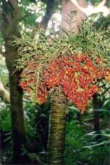 Little Mountain Palm is a small solitary trunked palm from Lord Howe Island growing to about three metres tall. It is the only member of the Lepidorrhachis genus. The leaves are pinnate and grow to...