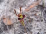 The Fringed Hare Orchid is an unusual terrestrial orchid. The lateral petals are green with reddish markings and stick up like rabbit (or hare) ears, and the lateral sepals point downwards. The...