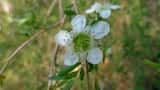 The Weeping Tea-tree is a shrub or small tree growing to 6 m tall. Old bark is shed each year revealing pink or copper coloured new bark. The leaves are narrow and lance-shaped and grow 2 cm to 5 cm...