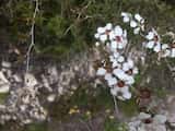 Leptospermum continentale