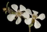 The Pink Tea-tree is a dense shrub growing 0.5 m to 3 m tall. The olive-green leaves are oval and stiff and grow to about 5 mm long. Flowers are produced in winter and spring from July to November....