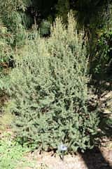 The Autumn Tea Tree is a shrub growing 1.5 m to 5 m tall. The grey-green leaves are elliptical and grow 1 cm to 1.5 cm long and up to 8 mm wide. Flowers are produced in profusion in autumn from...