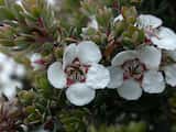 The Woolly Tea-tree is a small tree or shrub growing to 8 m tall. It also grows as a thin tree up to 18 m tall in some mountainous parts of Tasmania. The bark is papery and can be pulled away from...