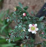 The Large-fruited Tea Tree is a shrub growing 1 m to 2 m tall. The dark green leaves are oblong and grow 2 cm long and up to 1 cm wide. Flowers are produced in spring and summer. The flowers are pink...