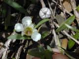Leptospermum morrisonii