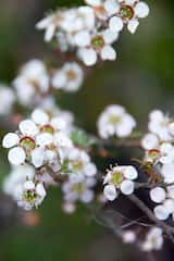 The Heath Tea-tree is a shrub growing 1 m to 2 m tall. The leaves are small and narrow and grow 0.5 cm to 1 cm long and up to 3 mm wide. Flowers are produced in spring from October to November. The...