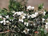 The Shining Tea-tree is a shrub growing to about 2 m tall (sometimes up to 4 m). The leaves are narrow and grow to 2 cm long. Flowers are produced in summer in December. The flowers are white with...