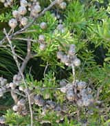The River Tea-tree is a shrub growing to 3 m tall. The leaves are obovate and grow to 0.5 cm to 2 cm long and up to 2 mm to 8 mm wide. Flowers are produced in late spring and summer from November to...