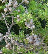 Leptospermum obovatum