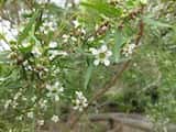 The Lemon-scented Tea-tree is a shrub or small tree growing to 4 m tall. The lemon scented leaves are narrow elliptic and grow 2 cm to 4 cm long and up to 5 mm wide. Flowers are produced in summer...