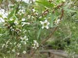 Leptospermum petersonii