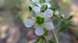Tantoon is a shrub or tree growing to 6 m tall. The leaves are narrow and grow to 2 cm long and up to 5 mm wide. Flowers are produced in spring and summer from August to January. The flowers are...