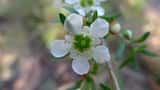 Leptospermum polygalifolium