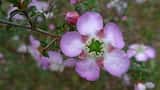 The Round-leaved Tea tree is a shrub growing to 3 m tall. The leaves are round with small point on the tip, and grow about 4 mm to 7 mm long. Flowers are produced in spring from October to November....