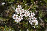 Leptospermum rupestre is a shrub growing to 2 m tall. In alpine areas it is often prostrate. The leaves are elliptic and grow 2 mm to 9 mm long and up to 3 mm wide. Flowers are produced in summer...