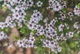 The Broom Tea-tree is a shrub or tree growing to 5 m tall, but can grow taller. The leaves are small and grow 7 mm to 15 mm long and 2 mm to 6 mm wide. Flowers are produced in spring and summer from...