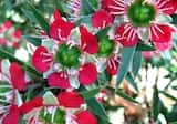 Leptospermum spectabile is a shrub growing to 3 m tall. The leaves are narrow and grow 2 cm to 3.5 cm long and up to 5 mm wide. Flowers are produced in spring from October to November. The flowers...