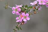 The Peach-blossom Tea-tree is a shrub growing to about 4 m tall. The leaves are small and triangular with pointed tip, growing 5mm to 15 mm long and 2 mm to 5 mm wide. Fairly large flowers are...