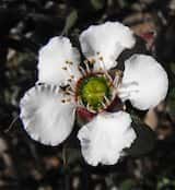 The Shiny Tea-tree is a shrub growing to 2 m tall. The leaves are narrow and grow about 2 cm long. Flowers are produced in spring and early summer from October to December. The flowers are white with...