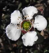 Leptospermum turbinatum