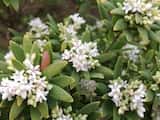 Coast Beard-heath is an erect shrub to small tree. Finer branches are softly hairy. Its stiff leaves are elliptical to oblanceolate (reversed spear-shaped), 10-30 mm long and 2.5-7.5 mm wide. Leaf...