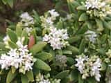 Leucopogon parviflorus