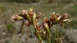 Native Sea Lavender plants are perennial herbs with a clumping appearance and grow to around 40 cm tall.<br>Native sea lavender leaves grow directly from roots (no stem), are narrow at the base and...