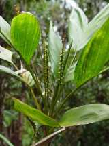 The Minor Walking Stick Palm is a small clustering palm growing to about two metres tall but can grow as tall as five metres. The trunk diameter of up to 2 cm, but usually less. It has pinnate fronds...
