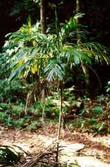 The Walking Stick Palm is a small solitary palm growing to about two or three metres tall, with a trunk diameter of up to 3 cm. It has dark green pinnate fronds with end two leaflets broader than the...