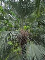 The Millstream Palm is a medium sized solitary fan palm growing to about ten metres in height. The fronds are grey green in colour on stalks about a metre long. After the leaves die, the stalks...