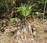 The Sand Palm is a fairly small palm with a fairly slender trunk that grows to about ten metres tall. The fronds are fan-shaped with partially divided segments. Old frond leaf bases remain on the...