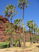 Central Australian Cabbage Palm is a solitary fan palm growing to about twenty five metres tall with a trunk of about 30 cm in diameter. It develops a dense crown of up to fifty leaves which are...