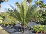 Johnson's Cycad (Macrozamia johnsonii) is a large spectacular cycad, and the largest cycad species in New South Wales. Macrozamia johnsonii used to be known as the New South Wales form of Macrozamia...