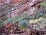 The MacDonnell Ranges Cycad is a medium to large cycad with blue green leaves that grow to 1.5m to 2.5m long and arch downwards stiffly. The crown may have 50 to 120 keeled leaves. The trunk grows to...