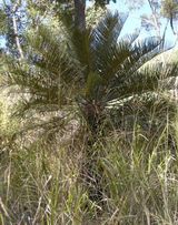 Macrozamia miquelii is a medium-sized cycad. It is an attractive plant with comparatively soft green fronds with narrow pointed leaflets that stand upright initially before arching downwards with...