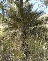 Macrozamia miquelii