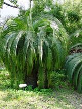 Moore's Cycad is the tallest Macrozamia cycad and can reach 7m with trunk diameter of 50cm to 80cm. The fronds are dull green and up to 2.5m long with a short stem. Leaflets are about 20cm to 30cm...