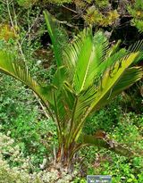 The Zamia Palm is a relatively small cycad with a crown of twelve to thirty glossy green leaves. The fronds are 1.2 m to 2.2 m long and slightly keeled. Each frond has about 92 to 50 leaflets which...