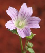 Malva preissiana