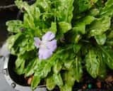 Swamp Mazus is a small, perennial herb forming rosettes connected by rhizomes. Leaves bright green, obovate to spatula-like, 0.8-5.5 cm long and 2.5-18 mm wide with toothed or undulated margins on...