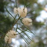 The Chenille Honey Myrtle is a medium to large shrub or small tree. There are two subspecies - Melaleuca huegelii huegelii which has white flowers and M. huegelii pristicensis which has mauve to pink...