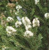 The Dryland Tea-tree is a dense shrub or small tree growing to about 8m. The bark is rough and hard. Young branchlets are hairy. The alternate leaves are linear to narrow-elliptic with pointed tips,...