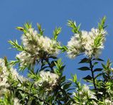 The Prickly Paperbark or Prickly-leaved Tea Tree is a tall upright shrub or tree with papery white or light brown bark that peels off in large strips. The leaves are alternate and ovate, growing to...