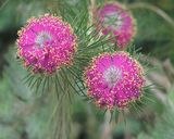 Melaleuca trichophylla is a small spreading shrub from Western Australia. It produces globular clusters of pink, reddish pink or purple flowers in late winter to early summer in its natural range....