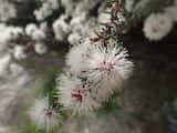 The Coastal Honeymyrtle is a shrub growing 0.5 m to 2 m tall. The leaves are narrow up to 15 mm long and about 1 mm wide. The plant flowers in winter, spring and summer. The flowers are creamy-yellow...